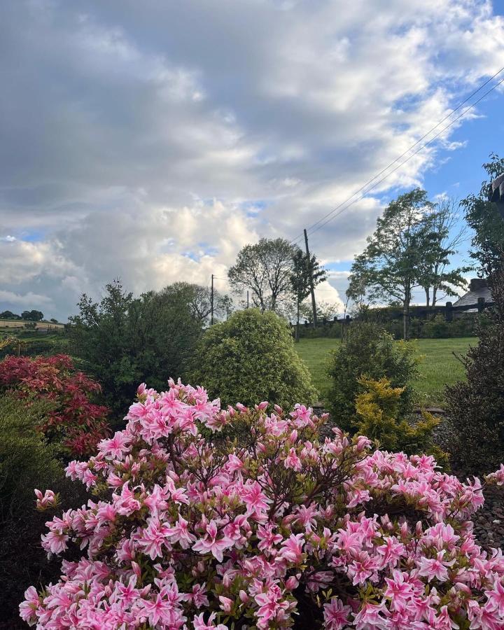 Dans Wee Cottage Slieve Croob Dromara Castlewellan Newcastle Bagian luar foto
